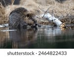 A young beaver chewing on an aspen stick on the edge of the beaver pond.