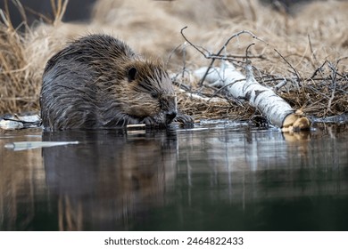 A young beaver chewing on an aspen stick on the edge of the beaver pond.