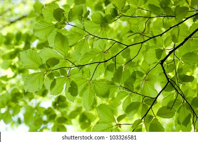 young beech leaves as a background