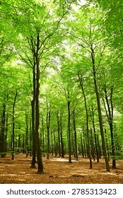 Young beech sapling in Saint-Hubert forest, Belgium, at spring.