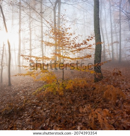 Similar – Foto Bild im Herbstwald Umwelt Natur