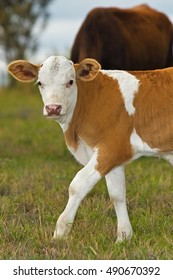 Young Beef Calf Walking In Pasture Looking Towards Camera