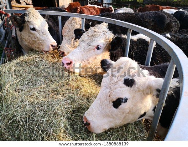 Young Beef Cattle Feeding On Silage Stock Photo Edit Now 1380868139