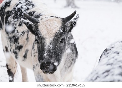 Young Beef Cow With Horns In Winter Snow During Cold Outdoors Season On Farm.