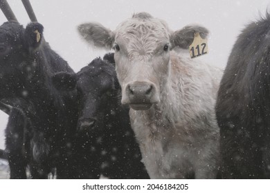 Young Beef Cows Shows Cattle In Snow With Charolais And Black Angus On Farm During Winter Season.