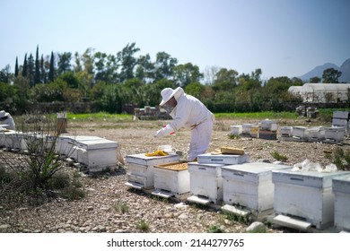 Young beekeeper working in the apiary. Beekeeping concept. Beekeeper harvesting honey