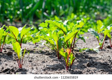 Young beetroot plant growing on a vegetable patch