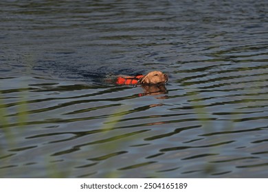 Young beige Eurohound (European sled dog) swimming outdoors in a lake in summer wearing an orange reflective dog safety vest - Powered by Shutterstock