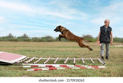 young belgian shepherd training in the nature for security - Powered by Shutterstock