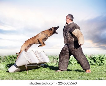 young belgian shepherd training in the nature for security - Powered by Shutterstock