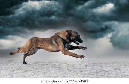 young belgian shepherd training in the nature for security - Powered by Shutterstock