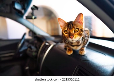 Young Bengal Cat In The Car