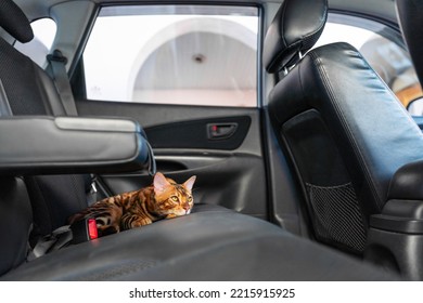 Young Bengal Cat In The Car