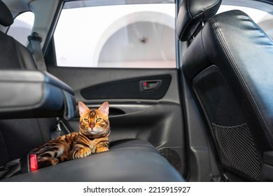 Young Bengal Cat In The Car