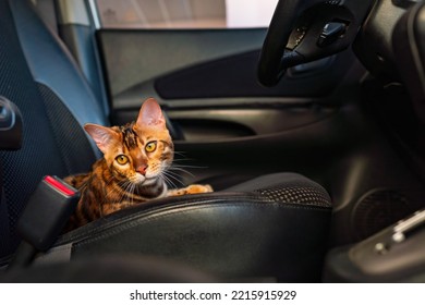 Young Bengal Cat In The Car