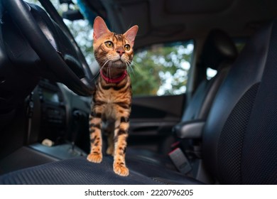 Young Bengal Cat In The Car