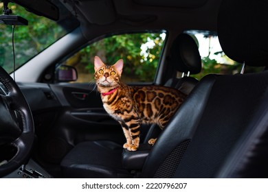 Young Bengal Cat In The Car