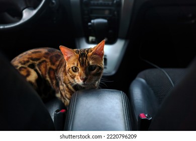 Young Bengal Cat In The Car