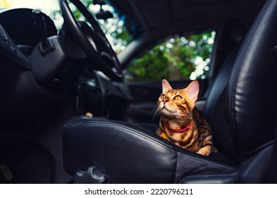 Young Bengal Cat In The Car