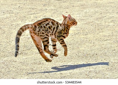 Young Bengal Cat Jumping And Running