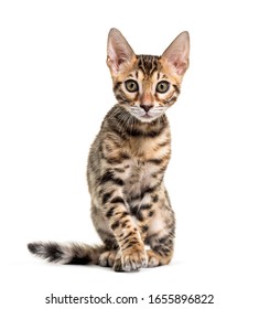 Young Bengal cat staring, isolated on white