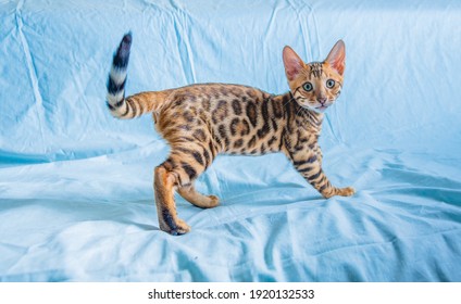 A young Bengal kitten stands on a white and blue background and looks intently into the camera