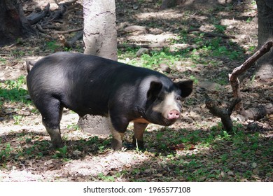 Young Berkshire hog roaming in a natural forest environment
