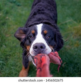 Young Bernese Mountain Dog Playing Tug Of War In The Garden With Red Toy 