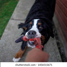 Young Bernese Mountain Dog Playing Tug Of War With A Red Toy 