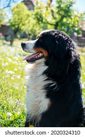 Young Bernese Mountain Dog Side Portrait In A Orchard.