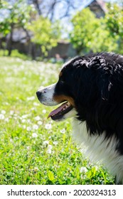 Young Bernese Mountain Dog Side Portrait In A Orchard.