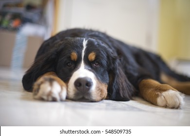 A Young Bernese Mountain Dog Sleeping On A Kitchen Floor. 