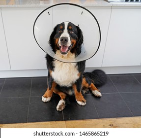 Young Bernese Mountain Dog Wearing Cone Of Shame Sitting In The Kitchen 