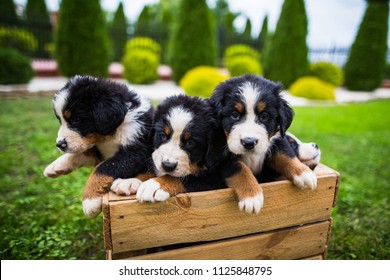 Young bernese mountain dogs in wooden box, bernese mountain dog puppy with shallow depth of field