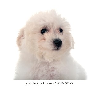 マルチーズ 子犬 の写真素材 画像 写真 Shutterstock