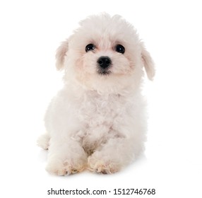 Young Bichon Frise Front White Background Stock Photo (Edit Now) 1500353837