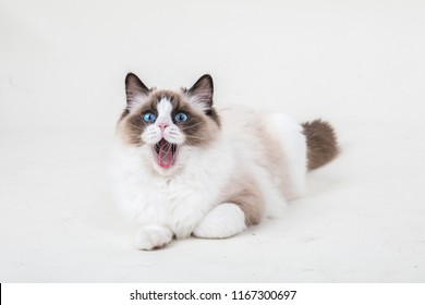 A young bicolor Ragdoll cat yawning. The cute blue eyed cat has its mouth opened, and she is laid on a white background.