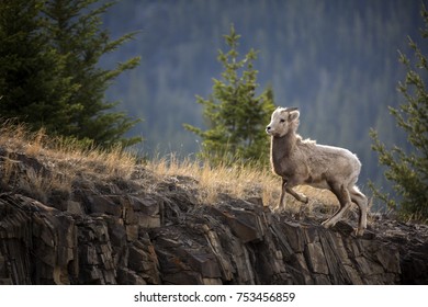 Young Big Horn Sheep 