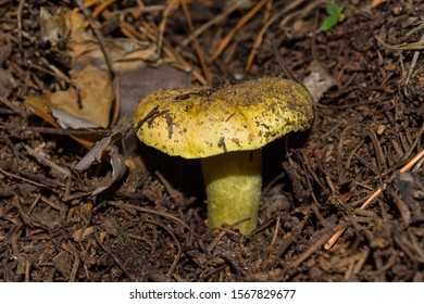 Young big mushroom Tricholoma equestre closeup. Also has other names: Horseman, Tricholoma flavovirens, Agaricus equestris, Man on Horseback, Yellow Knight. Selective focus, shallow depth of field.