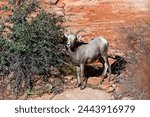 A young bighorn sheep eating leaves from a desert bush in the afternoon sunshine at Zion National Park, Utah.