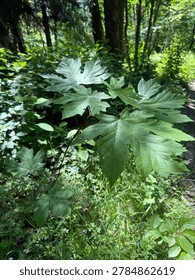 Young bigleaf maple tree with big leaves coming from a tiny trunk. Acer macrophyllum British Columbia native plants 