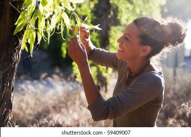 Young Biologist Examin Eucalyptus Leaf.