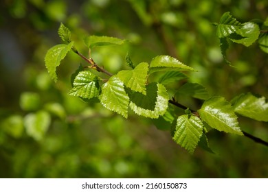 A young birch branch in spring in the sunshine, against a background of green leaves. The awakening of nature.	 - Shutterstock ID 2160150873