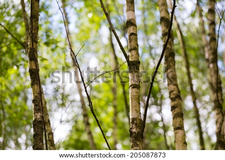 Similar – Foto Bild Sommer im Birkenwald in Finnland | Panorama