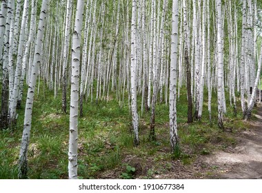 
young birch forest in summer