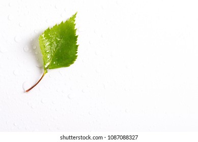 Young birch leaf on white background, top view.