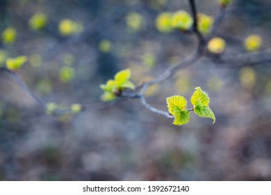 Young Birch Leaves On Tree At Ship Creek, Alaska