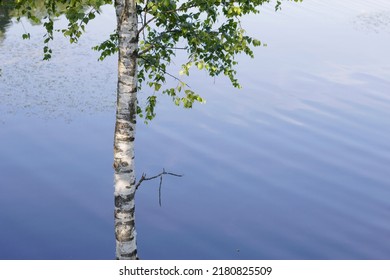 Young Birch Tree Near The Summer Blue Lake With Clean Water