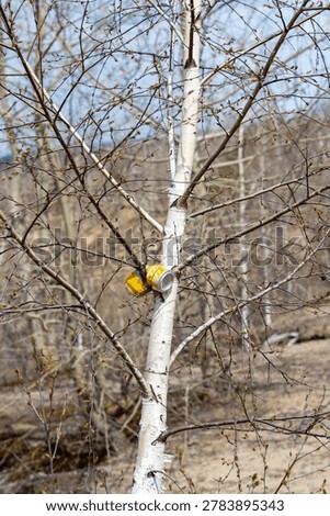 Young birch tree in spring forest without leaves yet. Sunny day. A crumpled drink can hanging on the tree. Ecology problem.