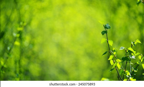Young birch trees background